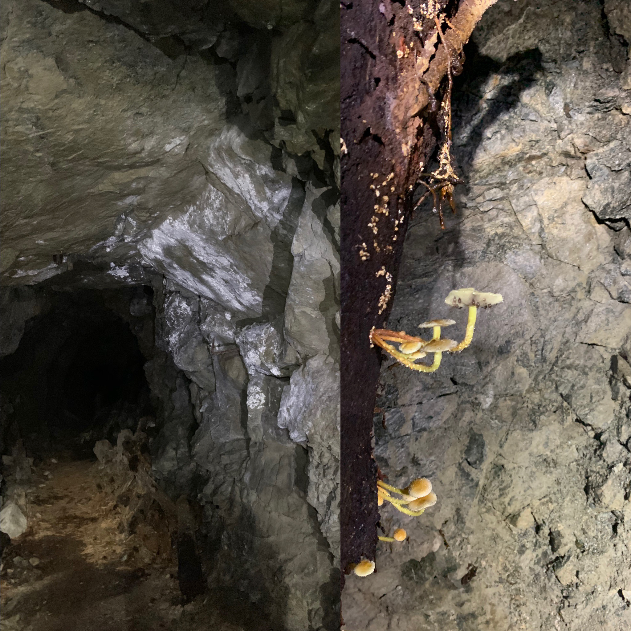 mine dé-safectée - champignons